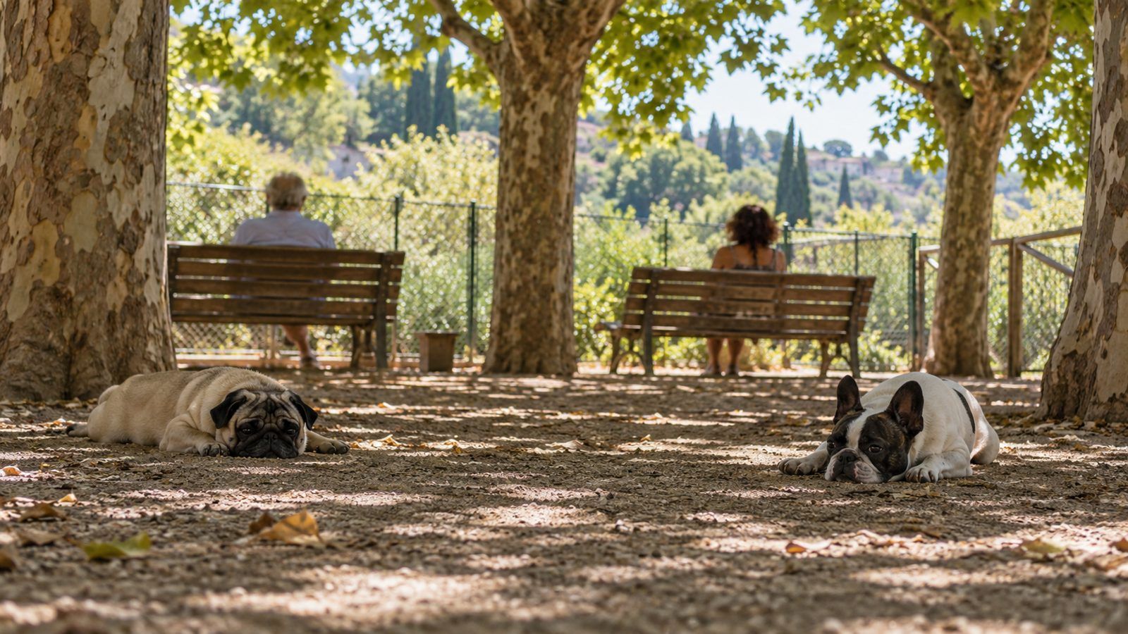 Panchine all'ombra in un'area cani